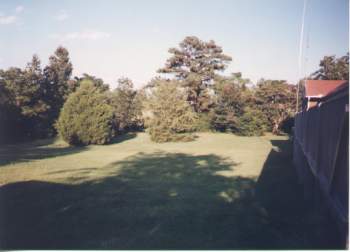 back yard.jpg